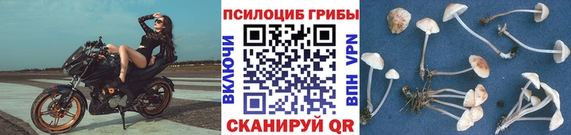 где купить   Ижевск  Галлюциногенные грибы прущие грибы 